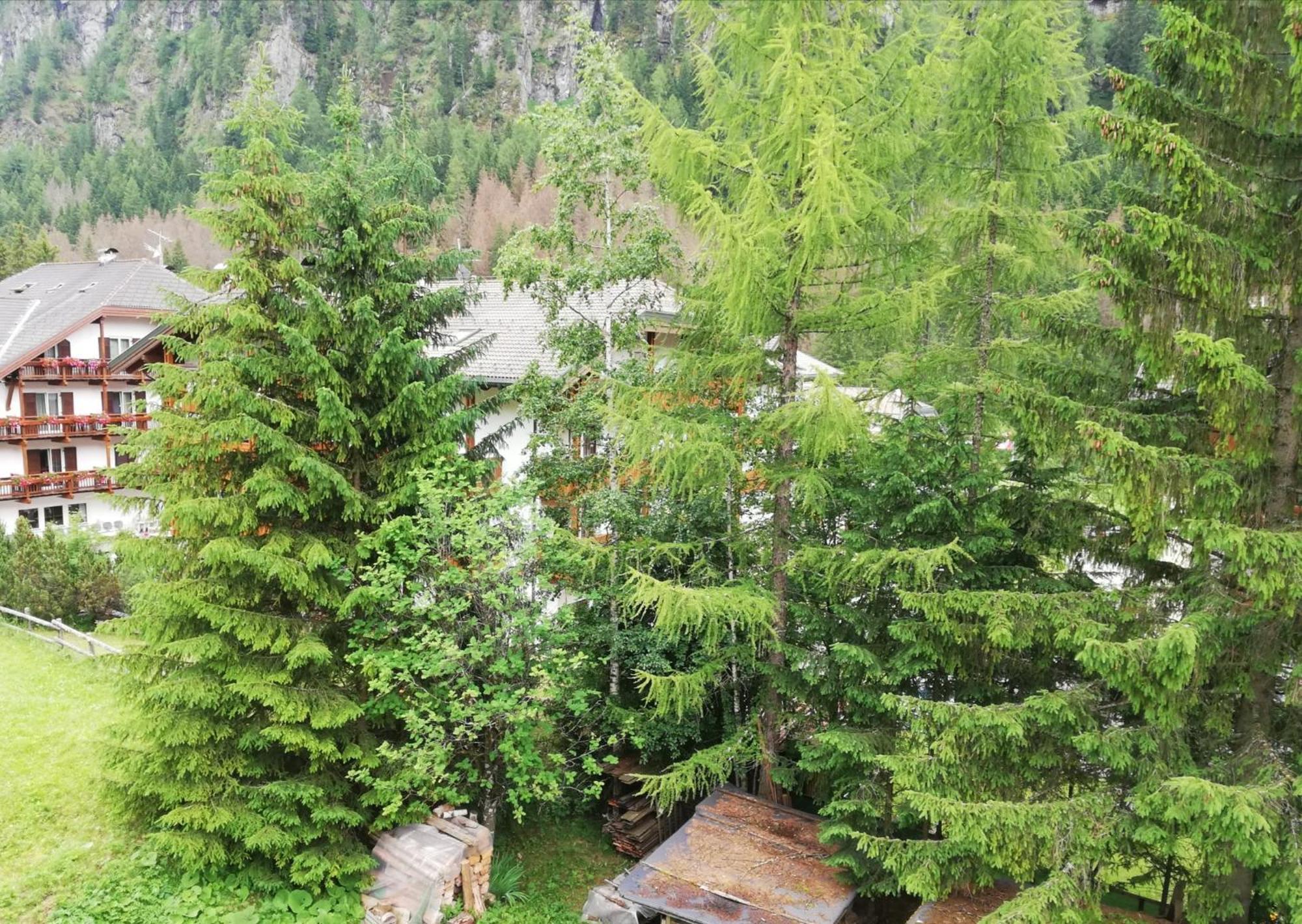 Apartament Cesa Pier Sellaronda Dolomiti Campitello di Fassa Zewnętrze zdjęcie